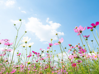 Pink cosmos flower and the blue sky at field.