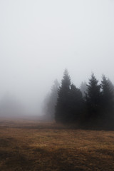 Fototapeta na wymiar fog in forest