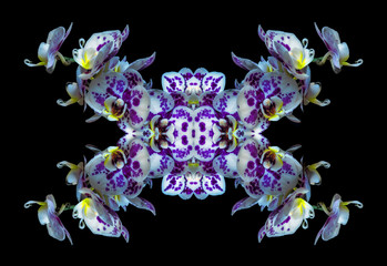 Surrealistic symmetrical pattern of white blue violet orchid blossoms on black background