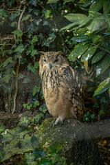 Very big eagle owl sitting on tree stump underneath green bushes.