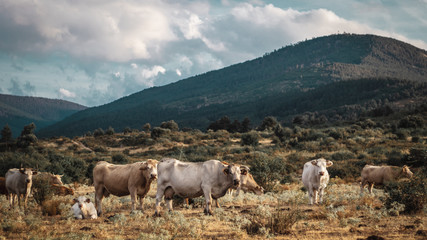 Fototapeta na wymiar Vacas pastando en el campo con montañas de fonfo