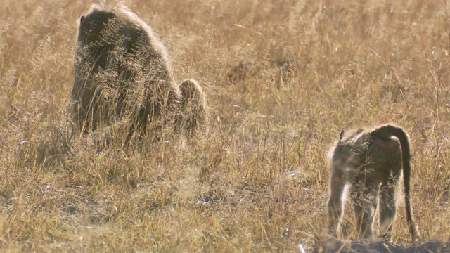 Chacma baboons foraging under the glow of the hot African sun. Wide backlit shot.