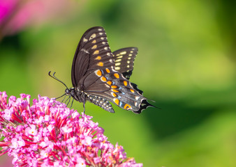Obraz na płótnie Canvas Black swallowtail butterfly in summer