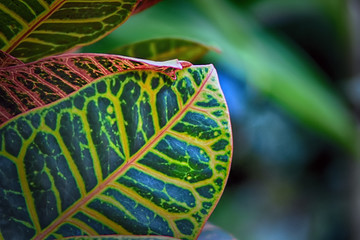 variegated spotted leaves of a tropical plant, Codiaeum, croton © Vitalii