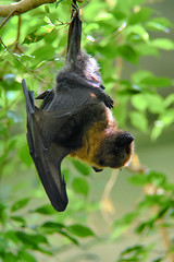the grey-headed flying fox hanging upside down on a tree branch