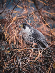 Peregrine falcon (Falco peregrinus) sitting on orange deciduous larch. Peregrine falcon on autumn tree. Deciduous larch in background.