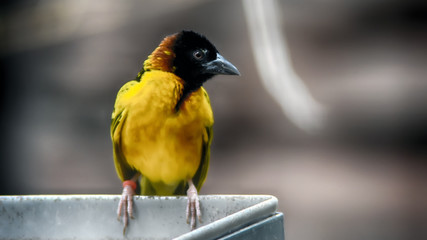bird with yellow plumage and dark head, Village Weaver