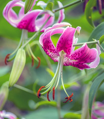 Stargazer lily in garden