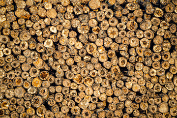 background of a huge number of sawn trees