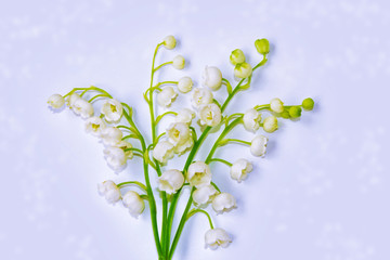 Colorful spring lily of the valley flower