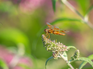 Dragonfly in garden