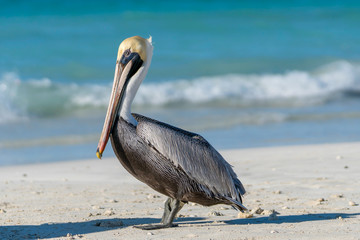 beautiful pelican on the cuban varadero beach looking to the left with the sea in the backgrund,...