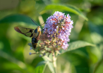 hummingbird hawk-moth,Macroglossum stellatarum ,