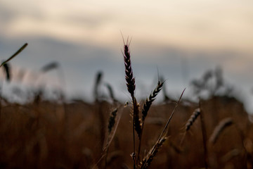 Fototapeta premium grass in the wind