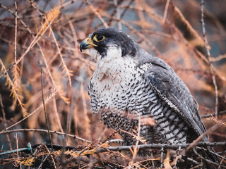 Peregrine falcon (Falco peregrinus) sitting on orange deciduous larch. Peregrine falcon on autumn...