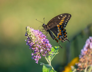 Black swallowtail butterfly in summer