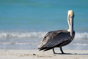 beautiful pelican on the cuban varadero beach looking to the camera with the sea in the backgrund, cuba