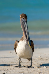 beautiful posing pelican on the cuban varadero beach looking to the camera with the sea in the backgrund