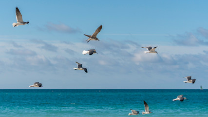 Fototapeta na wymiar many seagulls fly over the sunny sea on the coast of cuba 