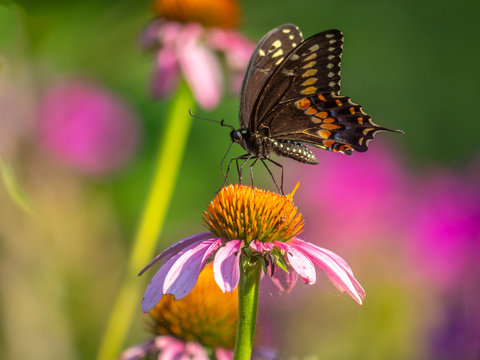Black swallowtail butterfly in summer - Powered by Adobe