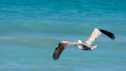 beautiful pelican flying over the cuban sea in varadero beach on a sunny day, cuba