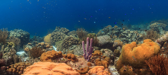 Caribbean coral garden