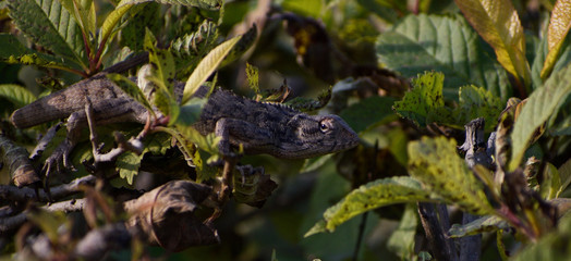 garden lizard in the plant
