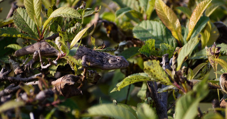 garden lizard in the plant