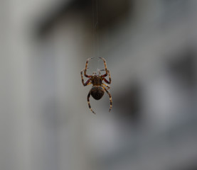 spider on a web