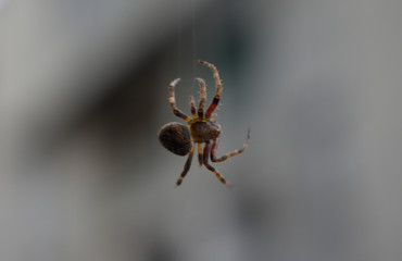 spider on web