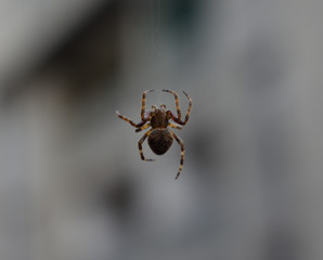 spider