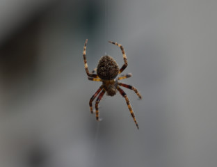 spider