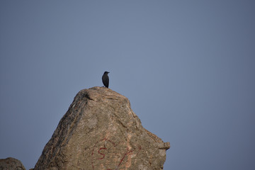 bird on rock