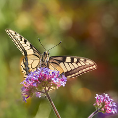 Close up of a common swallowtail butterfly on verbena flower in Summer