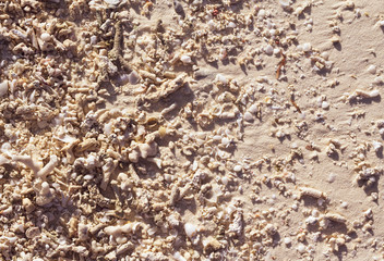 Maldives sand background with shells corals.