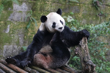 Fototapeta premium Funny Pose of Giant Panda , Chongqing, China