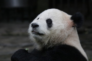 Close up Fluffy Panda, Chongqing, china