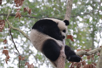 Obraz premium giant panda cub on the Tree, Chengdu, China
