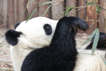 Obraz premium Close up Little Panda Cub Eating Bamboo Leaves, Chengdu, China