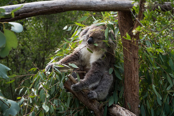 Koala is a native animal in Australia, this lives in Phillip Island in Victoria