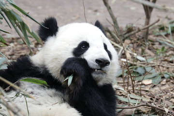 Fototapeta premium Close up Little Panda Cub Eating Bamboo Leaves, Chengdu, China