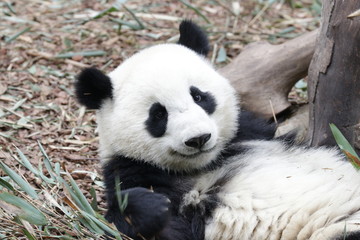 Obraz na płótnie Canvas Sweet Smile from a Happy Panda Cub, China