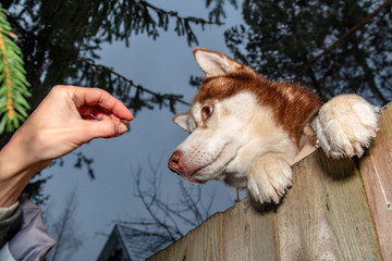 Thief lures the dog out the fence with bait. Husky dog stands with its front paws on the fence and reaches for delicious meal in the hands thief