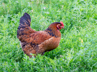 Brown chicken walks in the farm garden on the green grass_