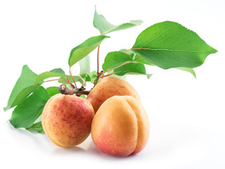 Three ripe apricots and apricot twig isolated on the white background.