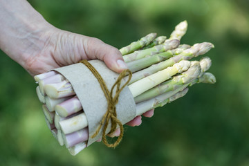 Bundle of white asparagus in famer's hand.