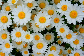 White flowers Chamomile chrysanthemums shot close-up background