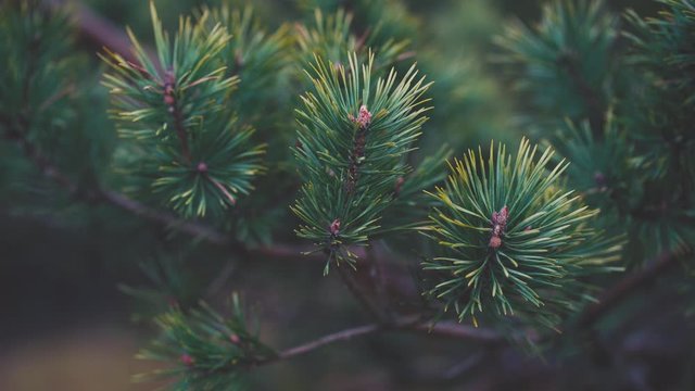 A branch with long needles and brown buds of green pine in the wind in the evening in winter. Latvia