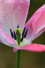 open pink tulip blossom with raindrops on petals on rainy cloudy morning in early spring