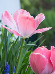 open pink pastel tulip blossom with raindrops on petals on rainy cloudy morning in early spring